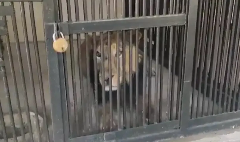 Man Jumps In Lion Enclosure to Get Selfie… Went Exactly As You’d Expect