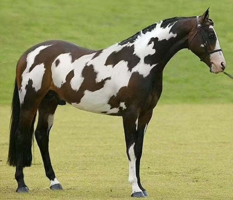 Can You See The Second Horse?