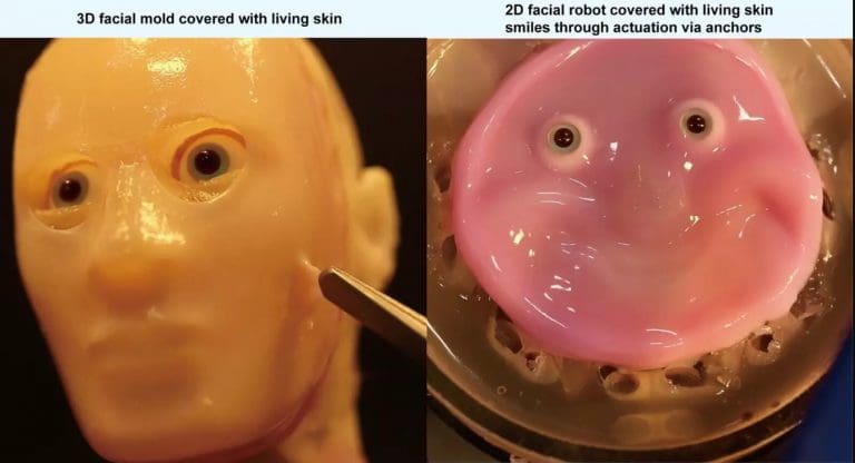 Scientists Create Robot With Lab-Grown Human Skin, And People Are Not Okay