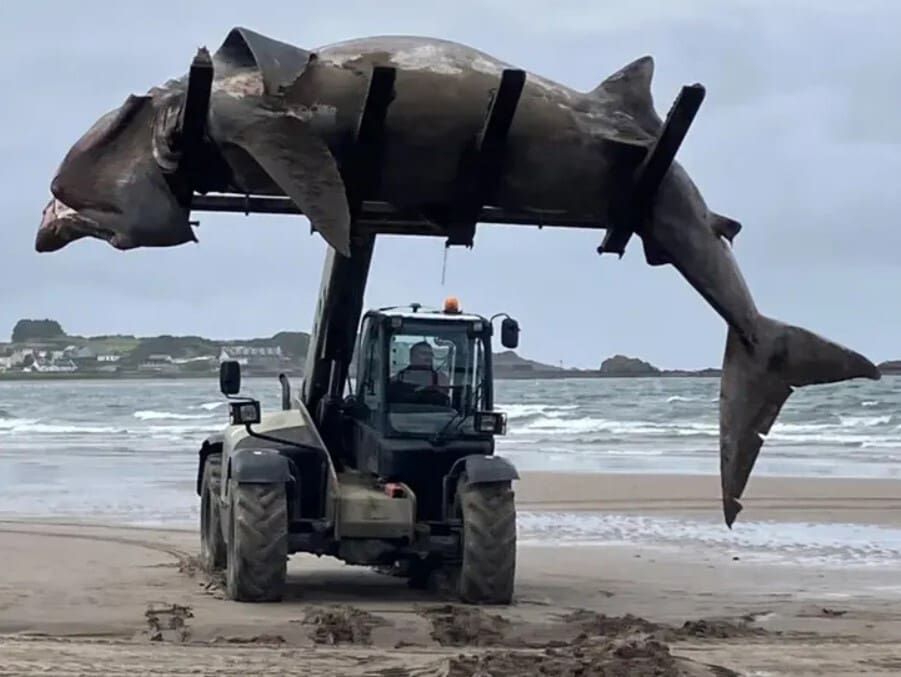 24-Foot Shark Washed Ashore In The UK, Huge Forklift Needed To Remove It