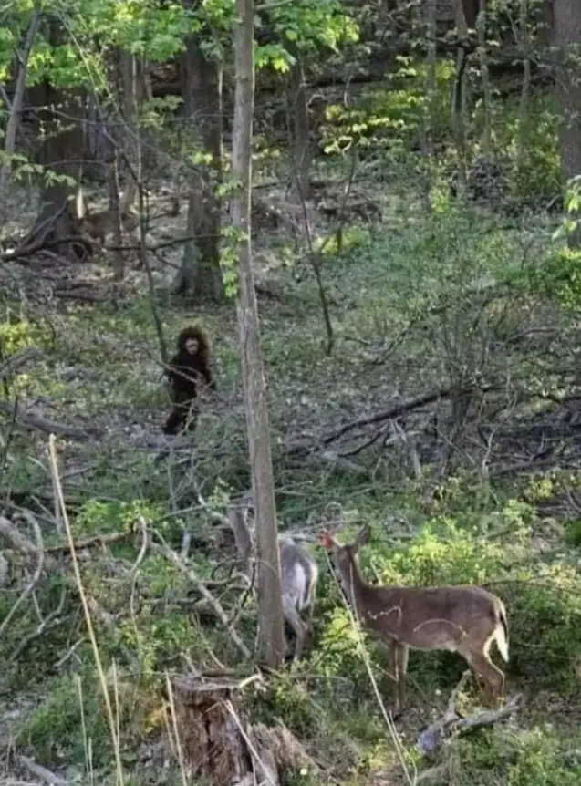 ‘Baby Bigfoot’ Caught On Camera In Woods