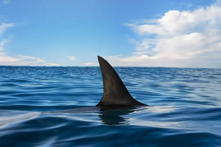 Researchers Find ‘Cocaine Sharks’ in Brazil, Drug Found In Every Shark Tested