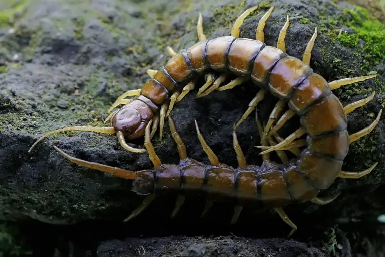 Influencer Live-Streamed His Own Death After Eating Poisonous Centipedes