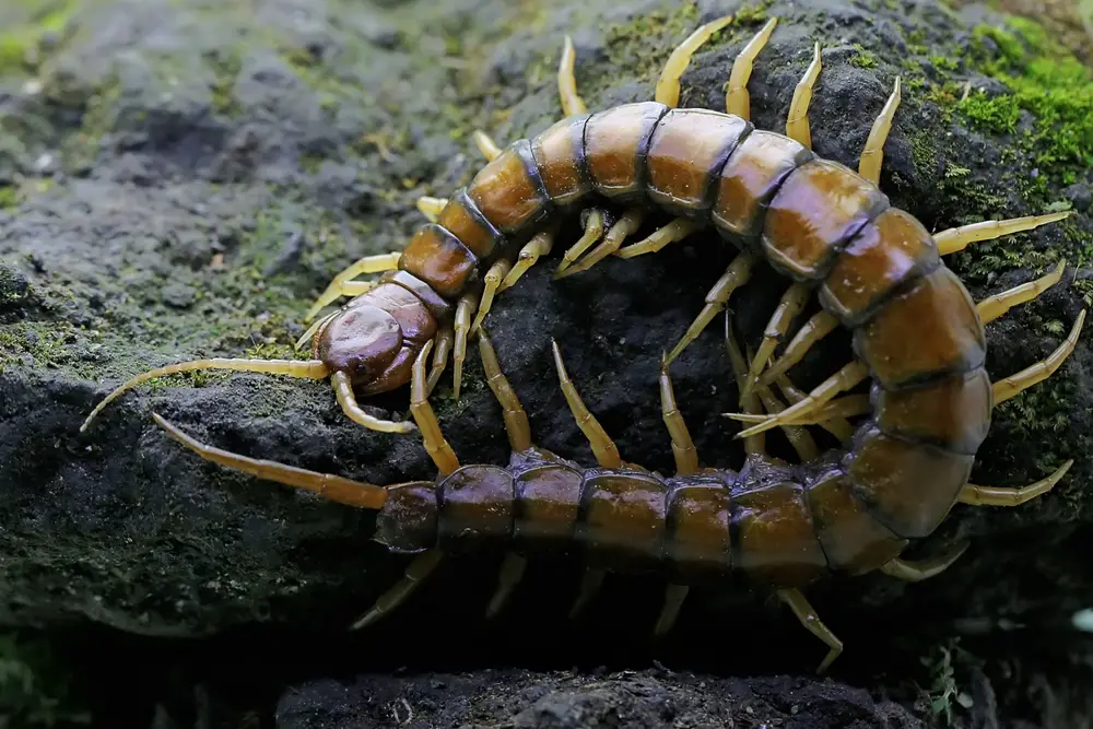 Influencer Live-Streamed His Own Death After Eating Poisonous Centipedes