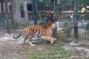 Police On Hunt For Woman Who Jumped Zoo Fence To Get Closer To Tiger