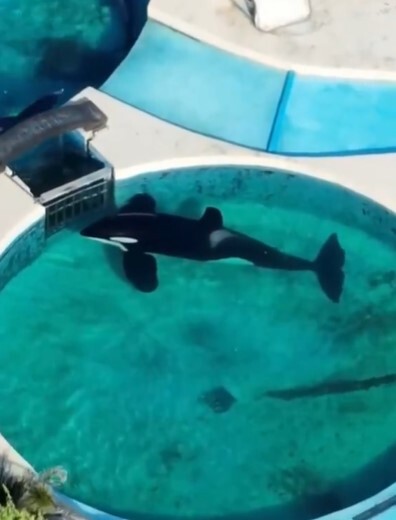 Heartbreaking Footage Shows Lonely Orca ‘Staring At Gate’ For 24 Hours