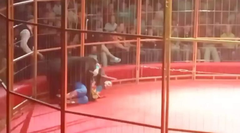 Video Shows Russian Circus Bear On Hoverboard Violently Turn On His Handler