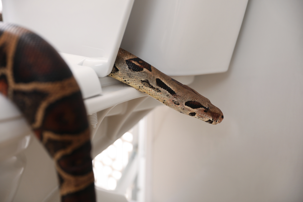 Man Says Python Bit His T*sticles From In The Toilet