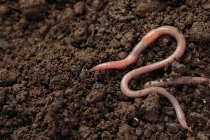 Athletes Are Finding Worms In Olympic Village Food