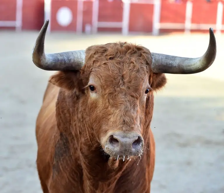 Man Who Attempted To Ride A Cow Naked Learned Why You Shouldn’t Do That