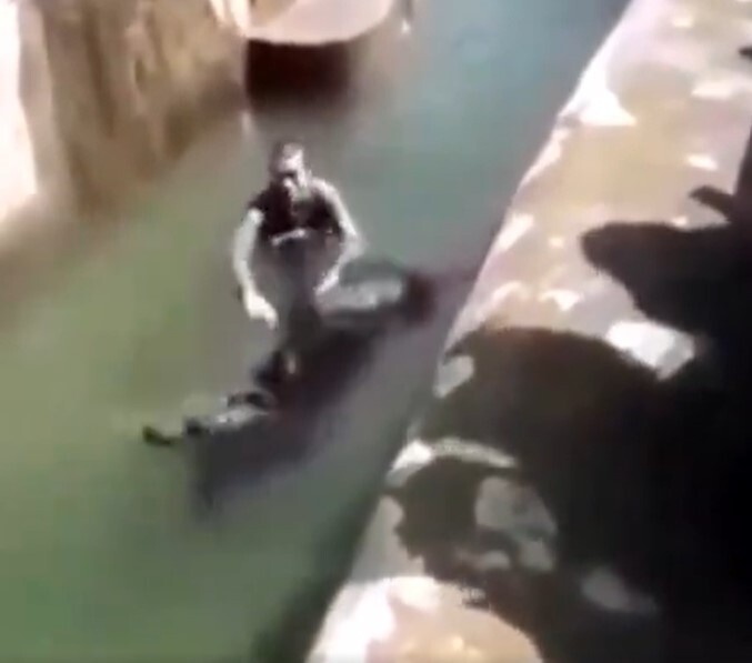 Polish Guy Jumps Into Bear Enclosure And Wrestles Animal In The Water