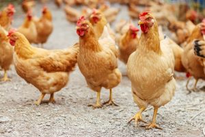 Scientists Claim To Finally Know The Answer To The Age Old Question ‘Which Came First: The Chicken Or The Egg?’