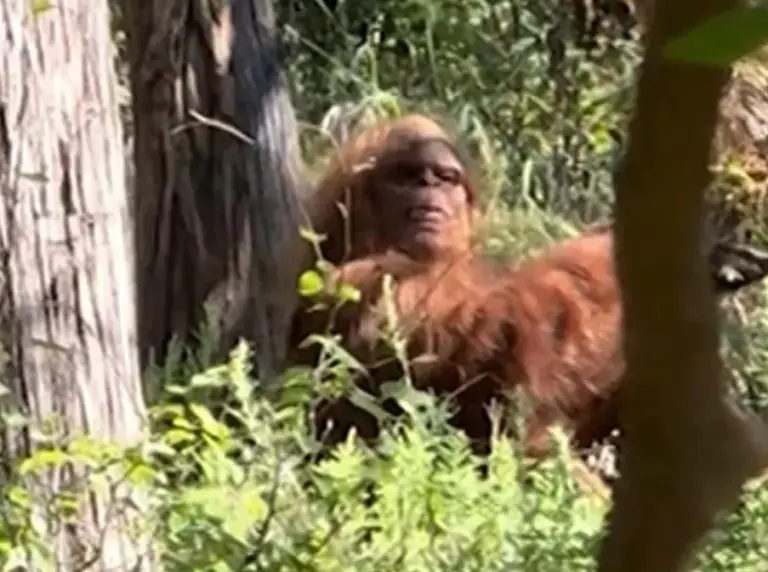 Bigfoot Spotted Relaxing In Oklahoma