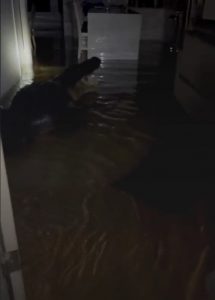 Florida Residents Shocked To Find Displaced Giant Alligator In Their Kitchen