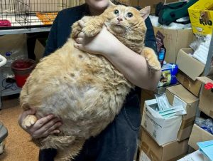 Crumbs, The World’s Fattest Cat Dies Just Weeks After Cat Fat Camp