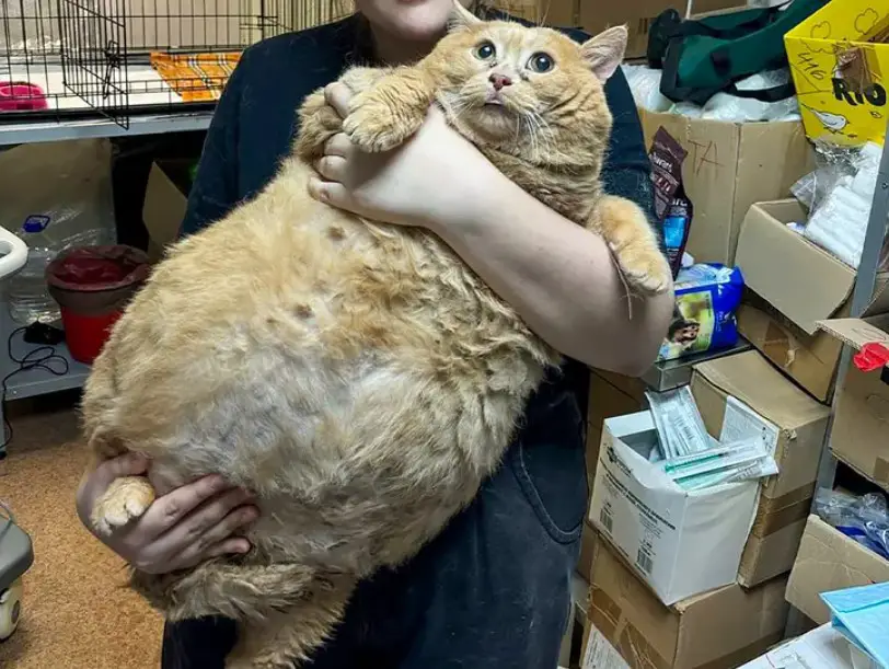 Crumbs, The World’s Fattest Cat Dies Just Weeks After Cat Fat Camp