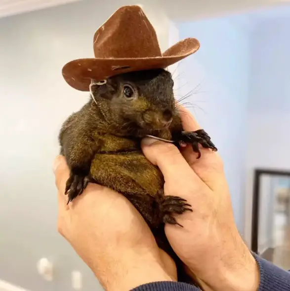 Famous Peanut The Squirrel Seized From Owners And Euthanized By NY State