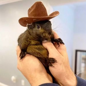 Lead Investigator Responsible For Seizing Peanut The Squirrel Revealed As NY Proposes ‘Peanut’s Law’