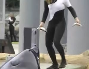 SeaWorld Orca That Killed Trainer Dies After A Lifetime In Captivity