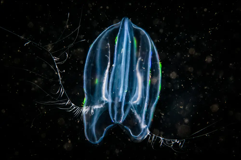 Scientists Discover ‘Immortal’ Sea Creature That Can ‘Time Travel’