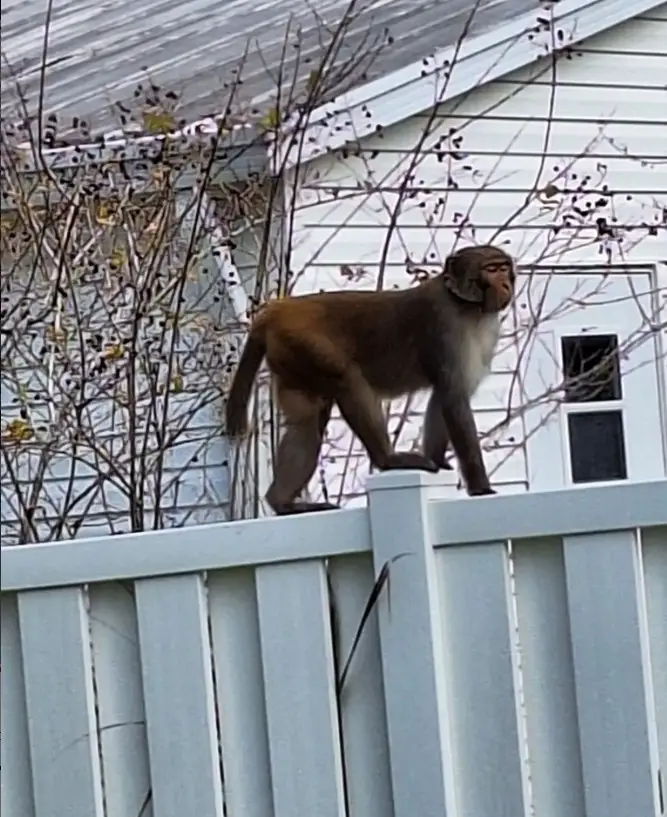 Police Issue Warning Over Monkey Sightings In Florida