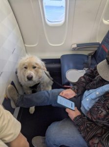 People Upset That Airline Passenger Had To Give Up First Class Seat For A Dog