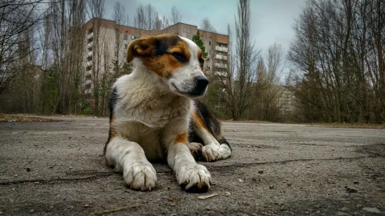 Dogs Near Chernobyl Radioactive Zone Have Developed ‘Superpowers’