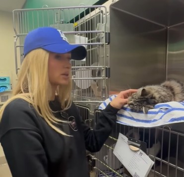 Paris Hilton Helped Reunite LA Wildfire Victims With Their Cat