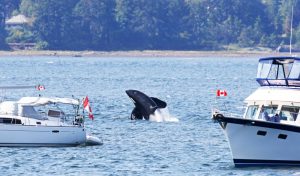 Orcas Were Able To Sink A Yacht In Just 45 Minutes