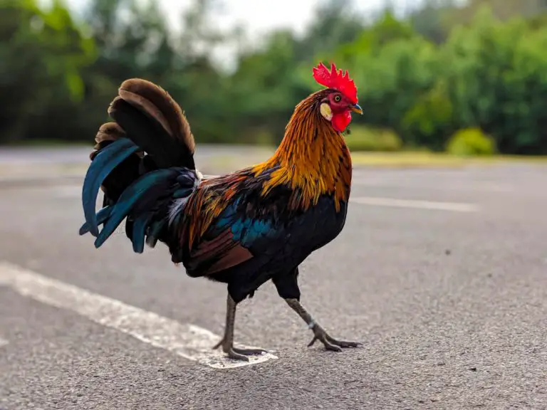 In Case You Ever Wondered, Here Is The True Meaning Behind The Famous ‘Chicken Crossing Road’ Joke