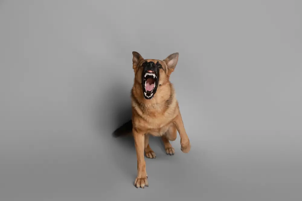 Here Is What You Should Do If You Are Approached By An Aggressive Dog